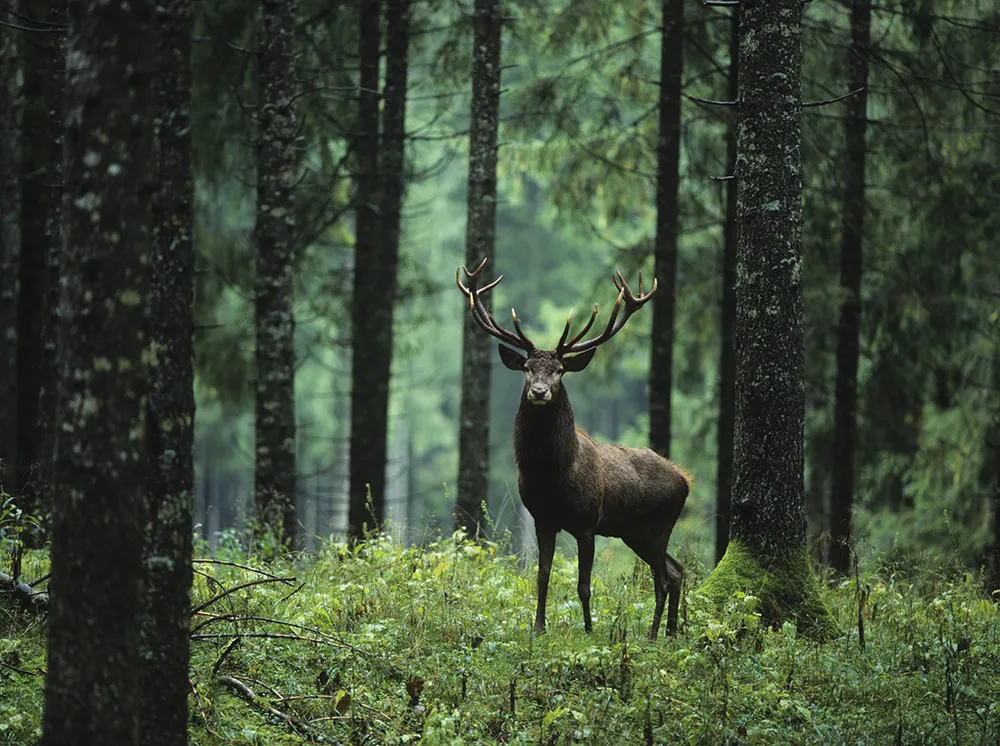 #00139_Hirsch im Wald.jpg